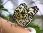 Papiliorama